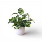 Pure Leaf Décor™